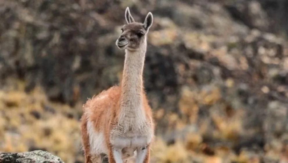 La caza de guanaco no está permitida en Río Negro y mucho menos su comercialización. Foto: gentileza.