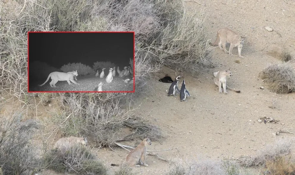 El cambio de hábitos alimenticios en los pumas fue destacado por científicos. Foto: Rewilding Argentina