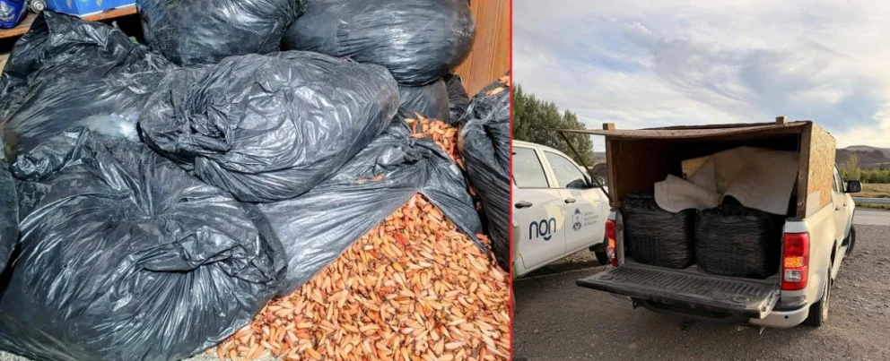 Este sábado comienza la temporada oficial de recolección de piñones. Foto: Dirección de Fauna de la provincia del Neuquén.