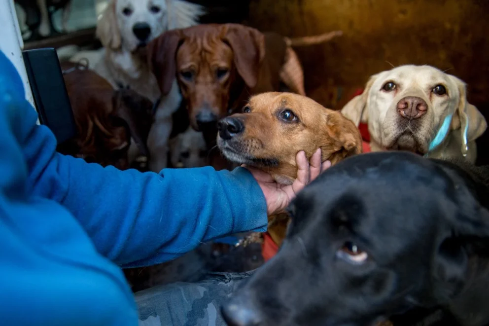 El objetivo es generar prácticas de buena convivencia y lograr el bienestar tanto de los vecinos como de los animales.
