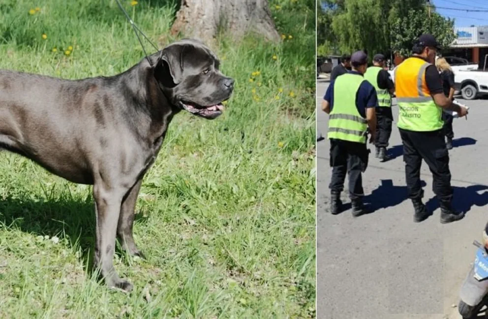 La justicia rionegrina emitió su fallo contra la familia dueña de la perra. Fotos: ilustrativas