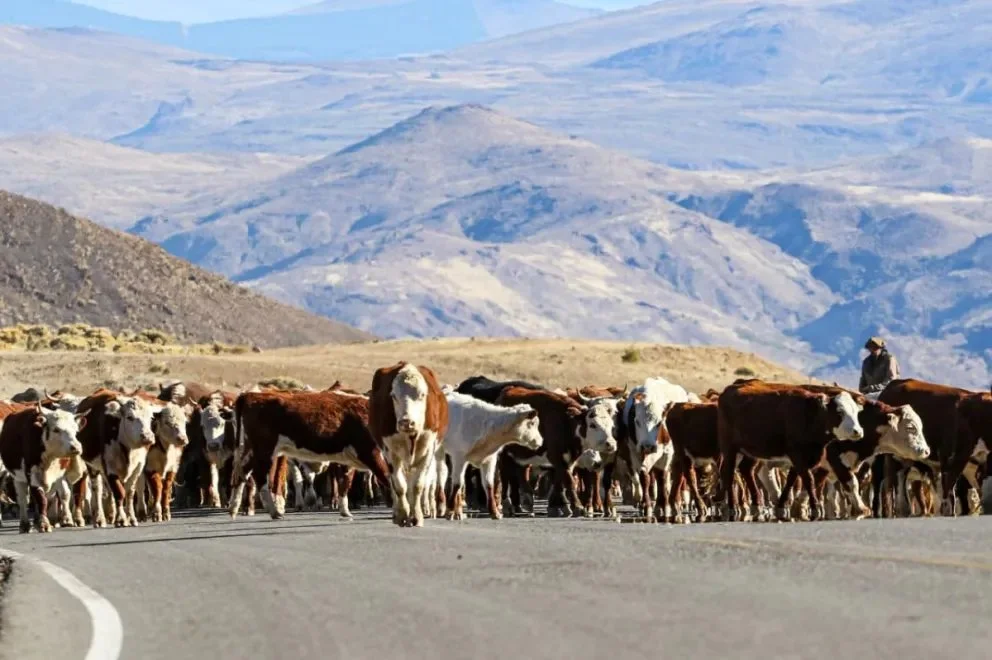 Con la llegada del otoño se pone en marcha el regreso de la veranada en el norte neuquino. Foto Neuquén Informa.
