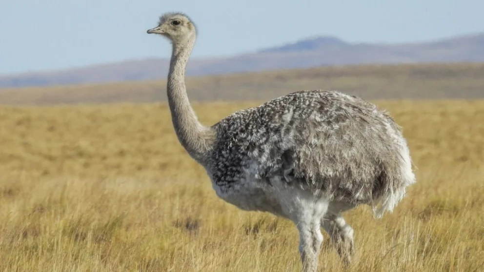 El choique se encuentra en peligro de extinción y su caza está prohibida. Foto: gentileza.