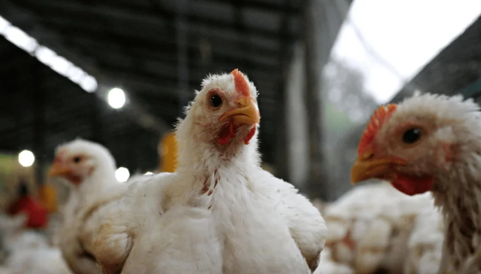 Gripe aviar: la detección se relaciona con la alta mortandad, síntomas neurológicos en los animales y problemas digestivos y respiratorios. Foto: gentileza.
