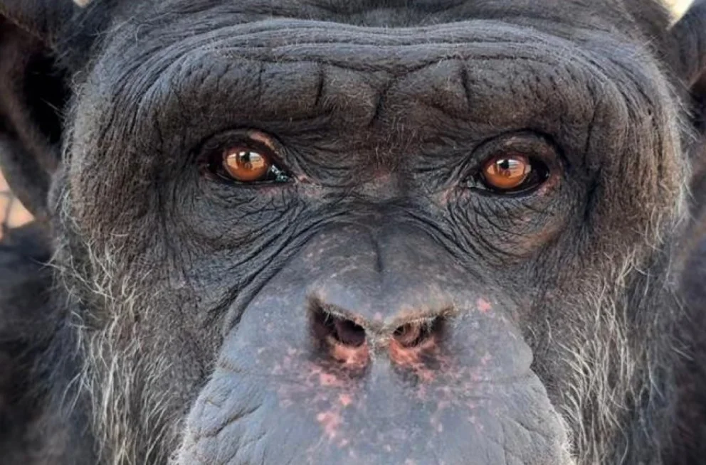 Toti es conocido como el chimpancé de la mirada triste y vivió toda su vida en cautiverio y sin otros de su especie. Foto: gentileza.