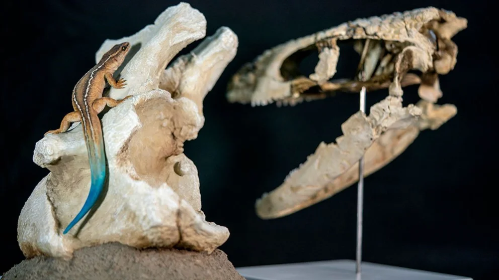 Reconstrucción en vida del Paleoteius, por el artista Lautaro Rodríguez Blanco. Foto: Conicet.