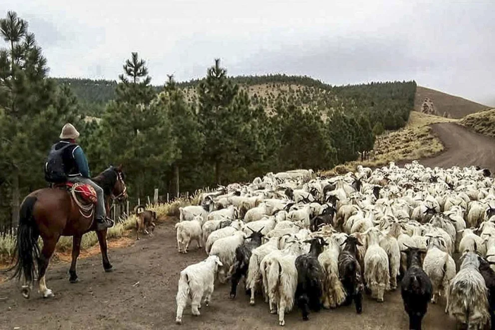 Los crianceros, recorren garndes extensiones de tierra para poner a salvo a sus animales de climas hostiles. Foto: gentileza.