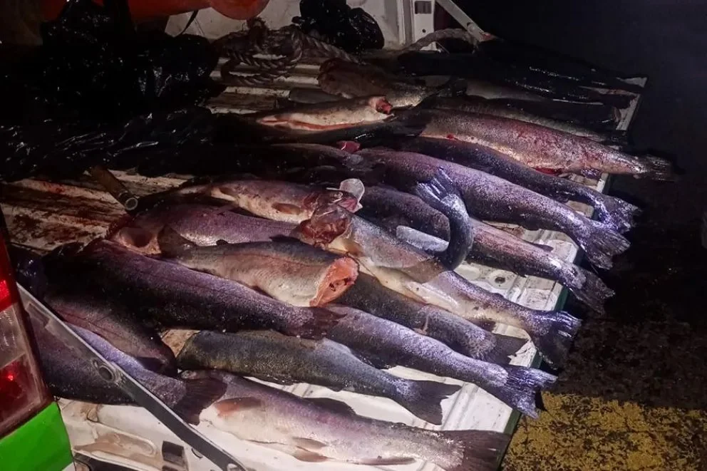 La pesca de trucha está reglamentada por ley en la provincia y requiere licencia especial, muchas veces implica devolución y veda en determinadas zonas. Foto: gentileza.