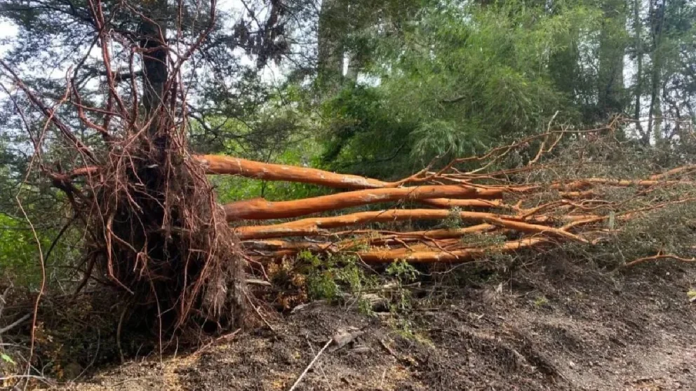 En total, 15 arrayanes fueron talados por este vecino para facilitar la construcción. Foto: gentileza.