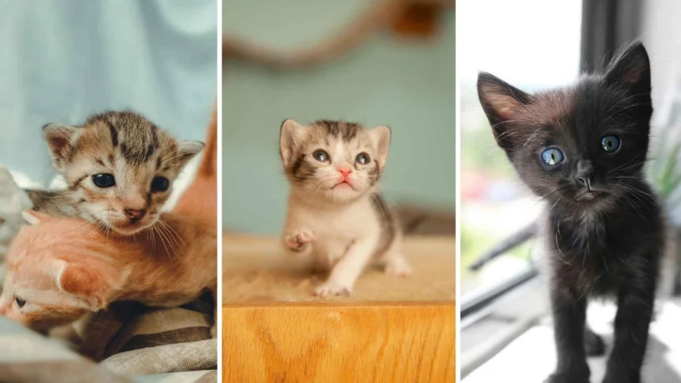 Las mascotas afectadas por inhalación de humo pueden requerir atención veterinaria respiratoria o ante posibles quemaduras. Foto: gentileza.