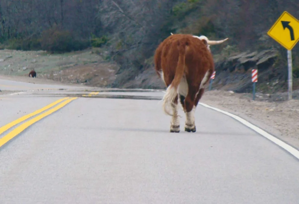 En Neuquén, existen las Leyes Provinciales N°2448, N°3507 y N°3508, que prohíben dejar animales sin custodia en zonas de caminos y rutas con el fin de evitar accidentes de tránsito.