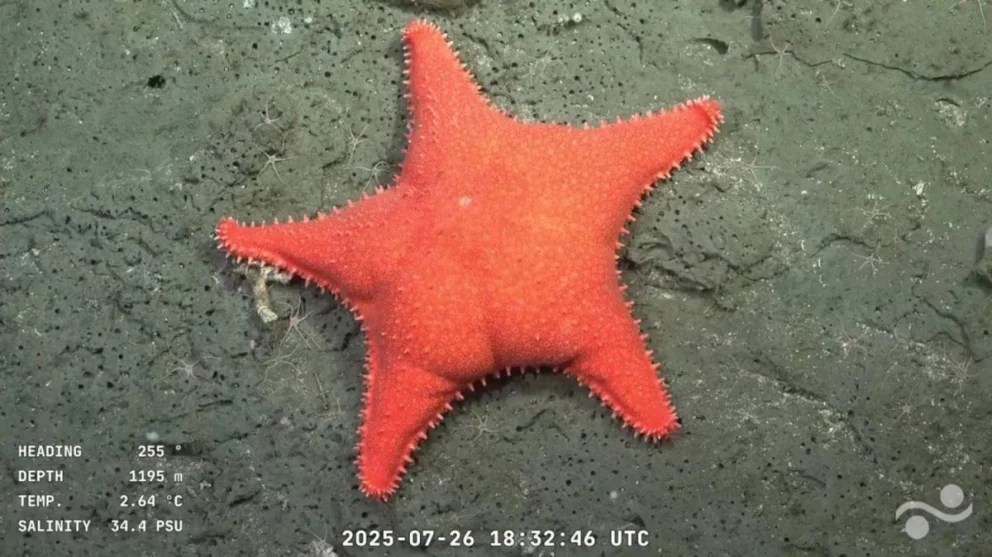 La estrella culono fue sensación en el anterior streaming de la profundidades marinas argentinas. Foto: gentileza.
