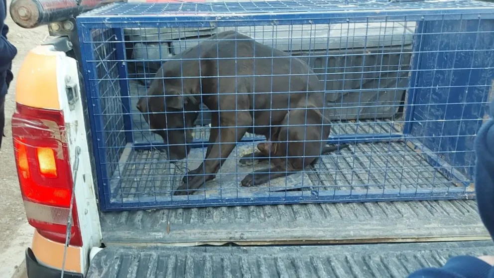 Foto Policía de Río Negro.