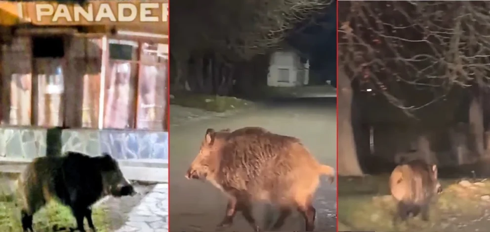 La presencia del animal salvaje fue registrado por vecinos de la localidad de Junín de los Andes en las últimas noches. Fotos: FM Urbana