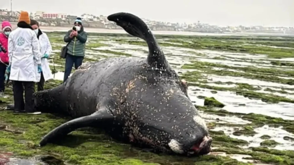 La cría de ballena apareció en la mañana del viernes en la zona rocosa de la séptima bajada. Foto: gentileza.