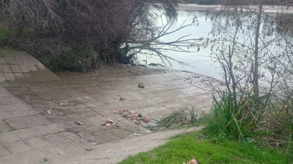Aún no se sabe si se trata de animales domésticos o silvestres. Foto: gentileza.