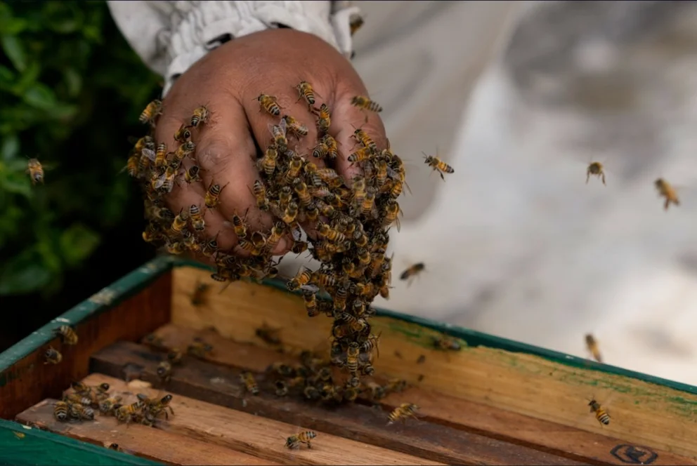 El director teatral Hugo Kogan sufrió un ataque de abejas durante el terremoto de Colombia. Fuente: Guadalupe Pardo/AP