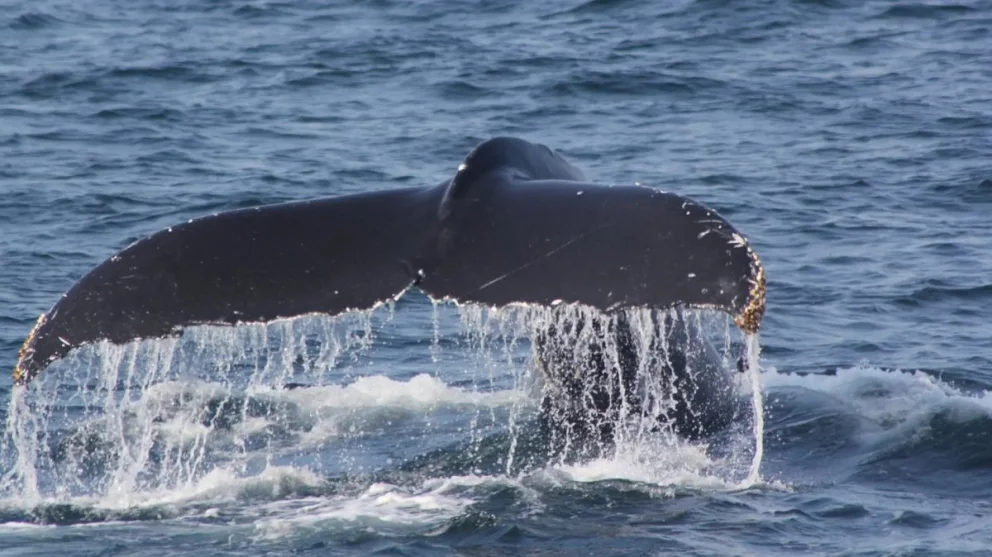 La presencia de ballenas es uno de los principales atractivos del Golfo San Matías.