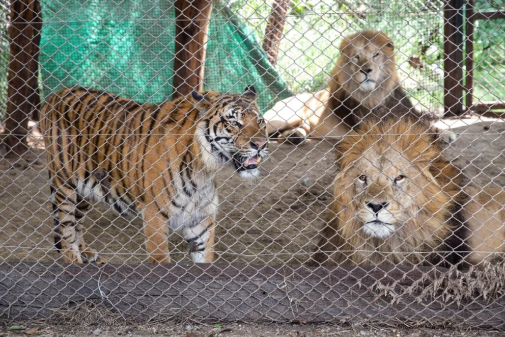 Los animales en cautiverio en el Zoo de Luján.