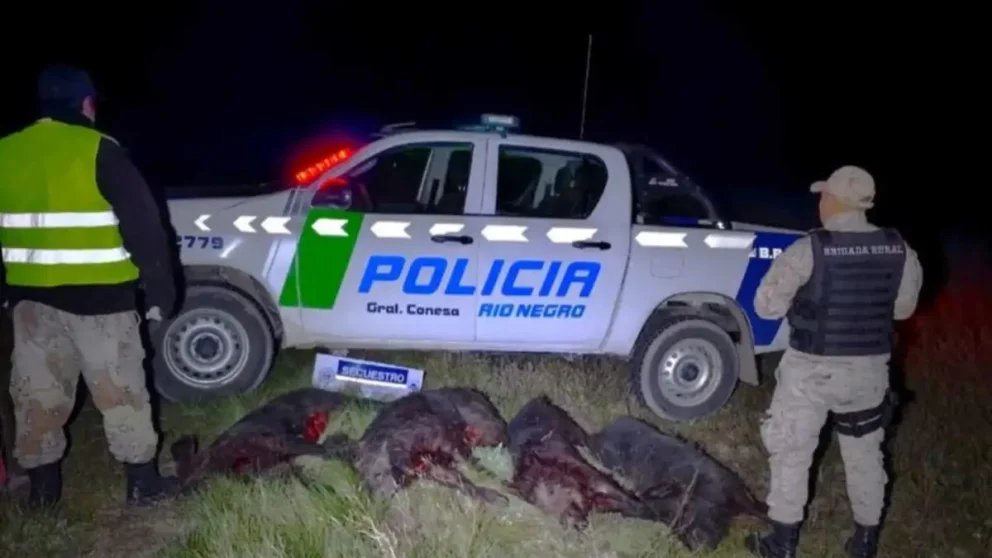 El decomiso incluyó 120 kilos de carne de jabalí ya faenadas y un acto por maltrato animal- Foto: gentileza.