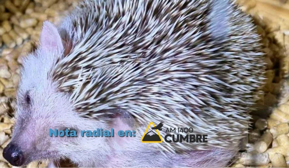 Ya son seis los erizos rescatados en Neuquén e investigan una posible red de comercialización ilegal. Foto: Gentileza