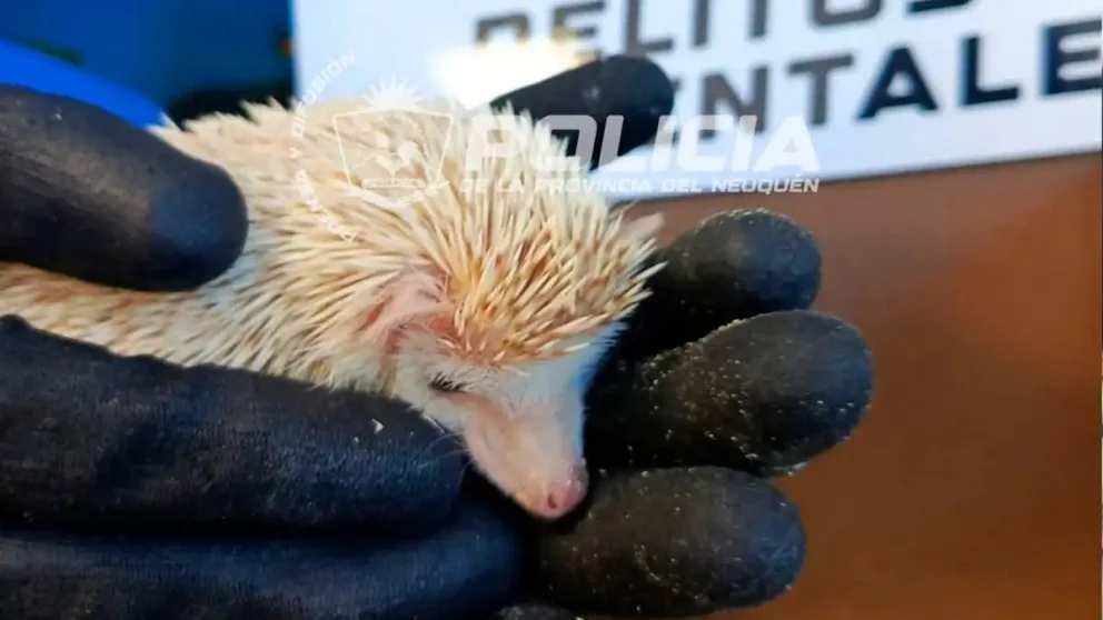 La venta ilegal de fauna silvestre constituye un delito. Foto: Policía de la Provincia.