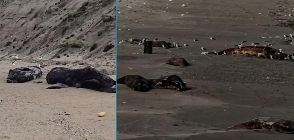 Los ejemplares muertos fueron hallados en un sector del Golfo Nuevo chubutense y generó la inmediata reacción de especialistas para determinar la causa. Fotos: gentileza