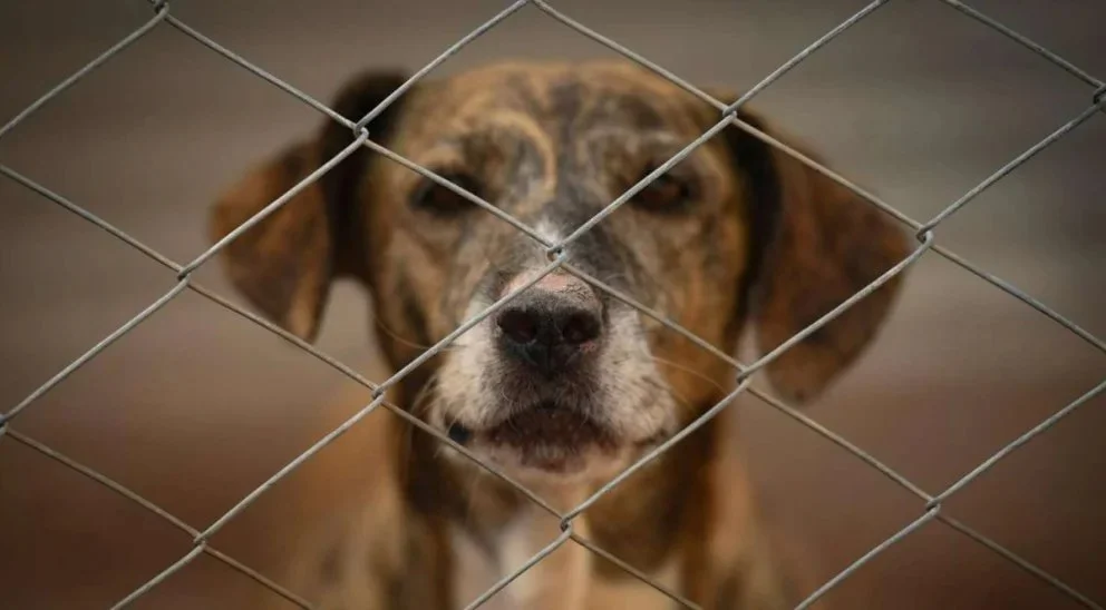 La investigación por maltrato animal se inició tras el alerta de los vecinos del barrio Don Bosco de Zapala. 