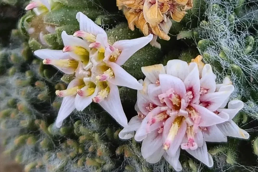 La nueva especie fue publicada en la revista especializada Phytotaxa y se encuentra disponible para su consulta pública. Foto: gentileza.