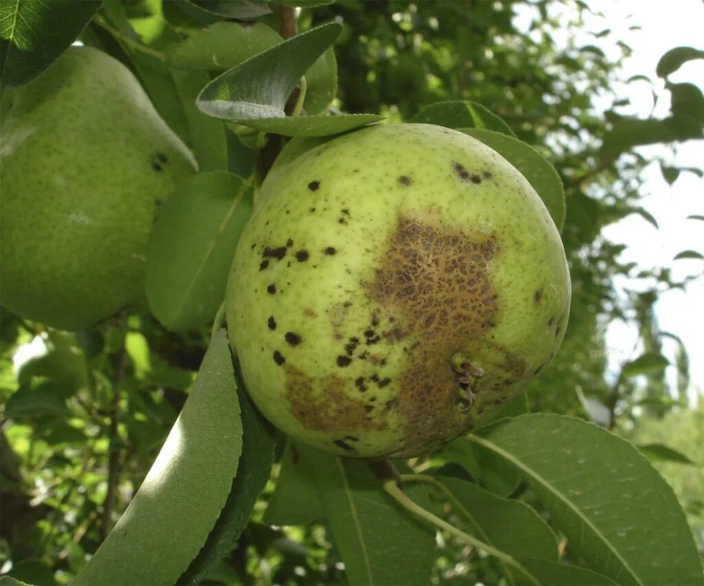 La continuidad de días con alta humedad, temperatura y lluvias genera condiciones para el desarrollo de enfermedades en la fruta de la región. Foto: archivo