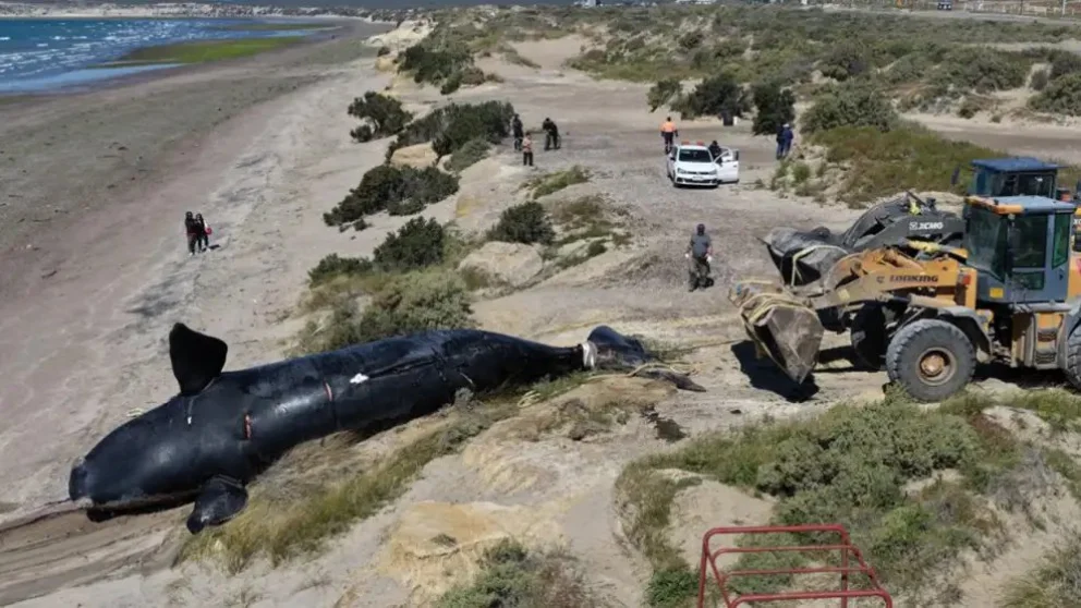 Las imágenes de siete ballenas adultas muertas en apenas cinco días en las playas de Puerto Madryn resultan impactantes. Foto: gentileza.