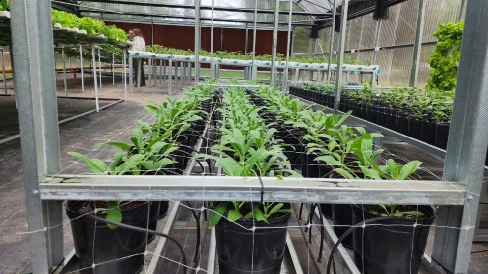 La UNCo amplía sus espacios de formación y producción de alimentos, para abastecer a sus comedores universitarios. Foto: gentileza.