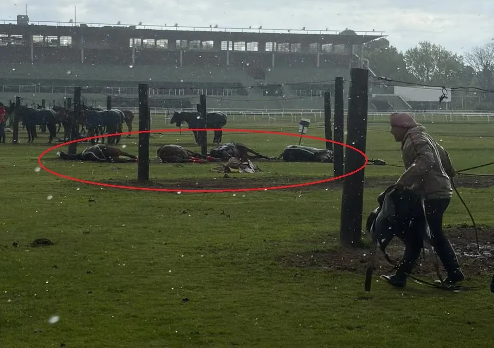 El trágico hecho se registró en la mañana de este miércoles en la cancha 6 del Jockey Club de San Isidro. Foto: NA