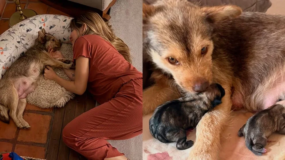 La reciente "abuela" eligió mostrar la llegada de las crías y los detalles más importantes de cada animal. Fuente: gentileza.
